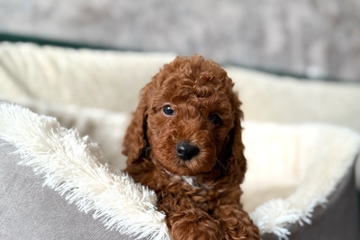 Мальчик пуделя