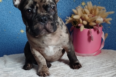 Французский бульдог мальчик.