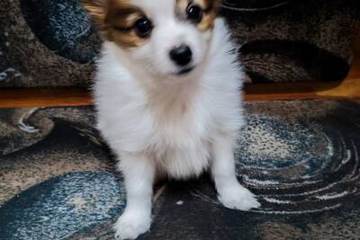 Бронь на щенков папильона