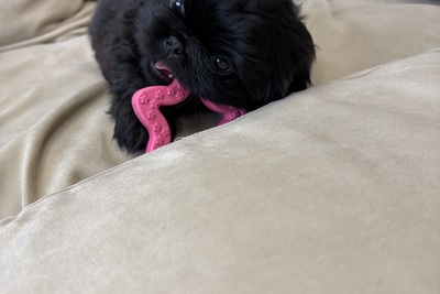 Щенок пекинеса