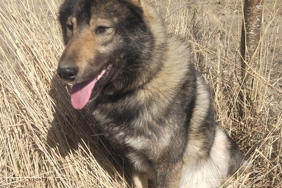 Продам молодого кобеля ЗСЛ от ПЧ по лосю