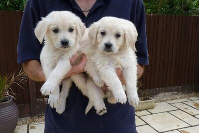 Щенки золотистого ретривера