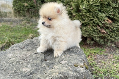 Померанский шпиц