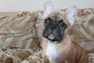 Чудесный мальчишка