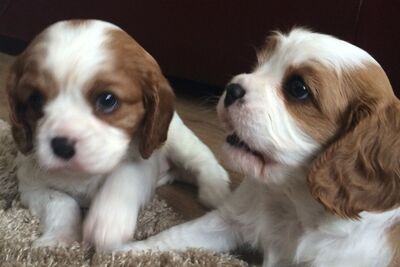 Щенки кавалер-кинг-чарльз-спаниеля