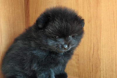 Мальчик померанского шпица.