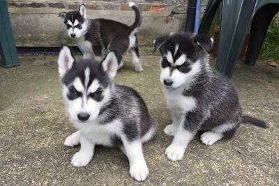 Щенок сибирской хаски