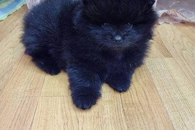 Мальчик померанский шпиц