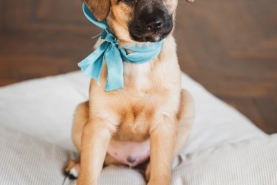 Гарик будет верным другом и компаньоном