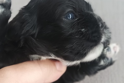 Бронь щенков американский кокер-с паниеля 14.03.26