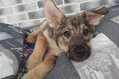 Грей спасеныш ищет теплый дом