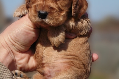 Щенок Английского Кокер спаниеля