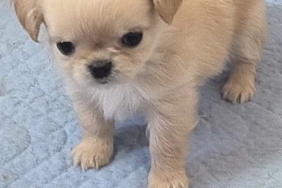 Чихуахуа мальчик бело-черный, девочки (крем,шоколад)