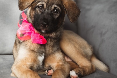 Малибу, добрая,целовака, обнимака ищет семью