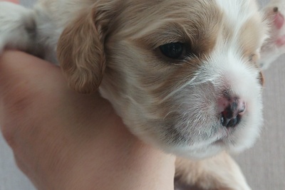 Бронь щенков американский кокер-с паниеля 14.03.26