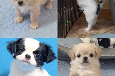 Чихуахуа шоколадный соболь мальчик д/ш .шоколадные девочки Д/ш,Г/Ш