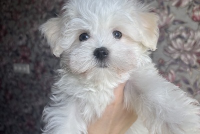 Мальтийская болонка