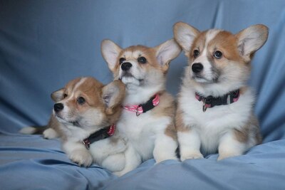 Щенки корги