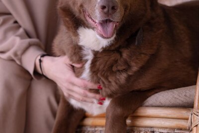 Чудесная собака Альма ищет дом