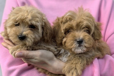 Щенки мальтипу