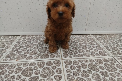 Карликовый пудель(мелкий мальчик)