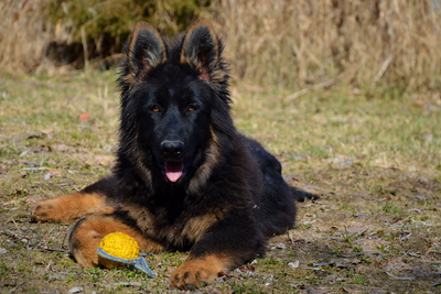 щенки немецкой овчарки длинношерстные