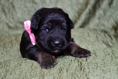 щенки немецкой овчарки длинношерстные