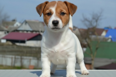 Мальчики Джек Рассел из питомника