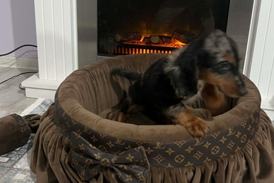 Карликовая длинношерстная такса, мерле, самка