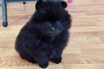 Мальчик померанского шпица