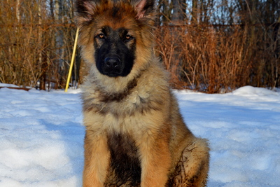 щенки немецкой овчарки длинношерстные