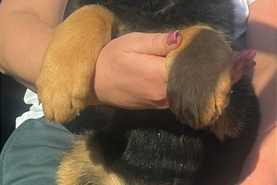 Щенки немецкой овчарки