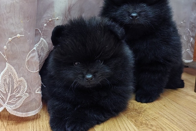 Щенки померанского шпица.