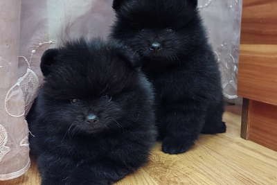 Померанский шпиц.