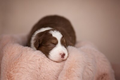 Австралийская овчарка