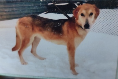 Продам русскую гоную