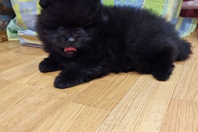 Мальчик померанского шпица