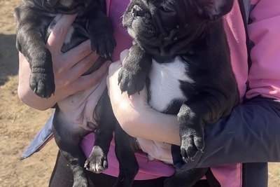 Щенки французского бульдога