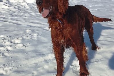 Подрощенный мальчик ирландского сеттера