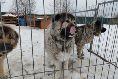 Кавказская овчарка