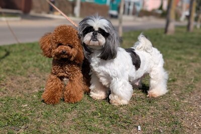 Милаши малыши шипу