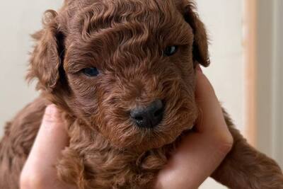 Домашние питомцы