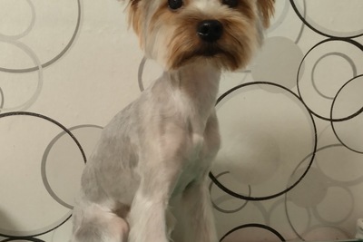 Продам Йорка