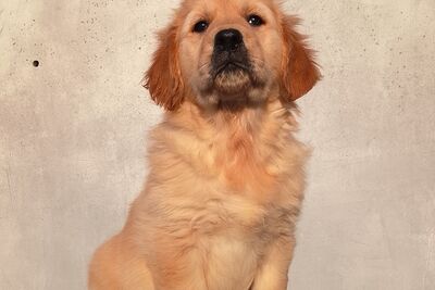 Щенки золотистого ретривера