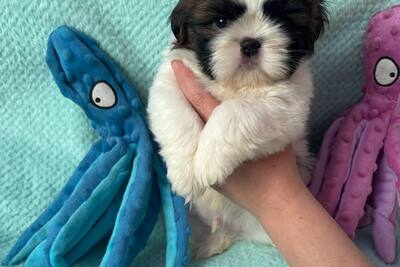 Ши-тцу мальчик