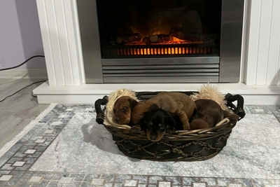 Короткошерстные таксы