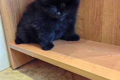 Мальчик померанского шпица