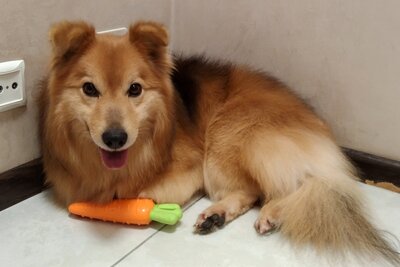 собачка Персик в хорошие руки