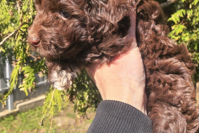 Щенки пуделя