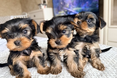 Щенки йоркширского терьер